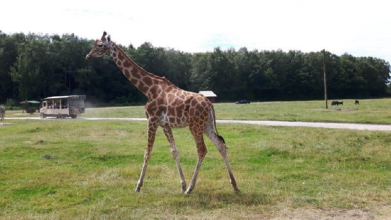 Serengeti Park Hodenhagen