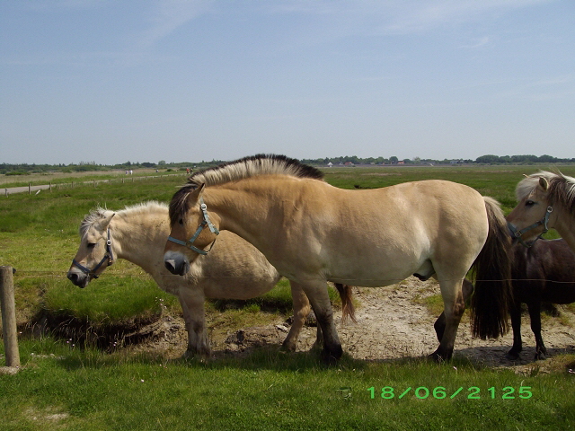 St. Peter Ording