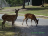 Serengeti Park Hodenhagen